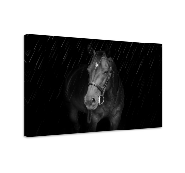 Dignified horse in the rain framed horse pictures - TenStickers