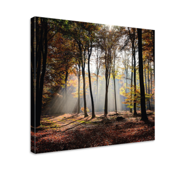 Sunshine foliage trees canvas print - TenStickers