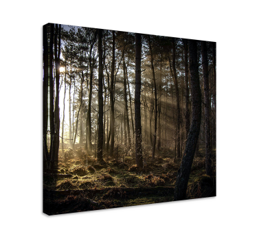 "Nature" sunrise in the forest Tree canvas print - TenStickers