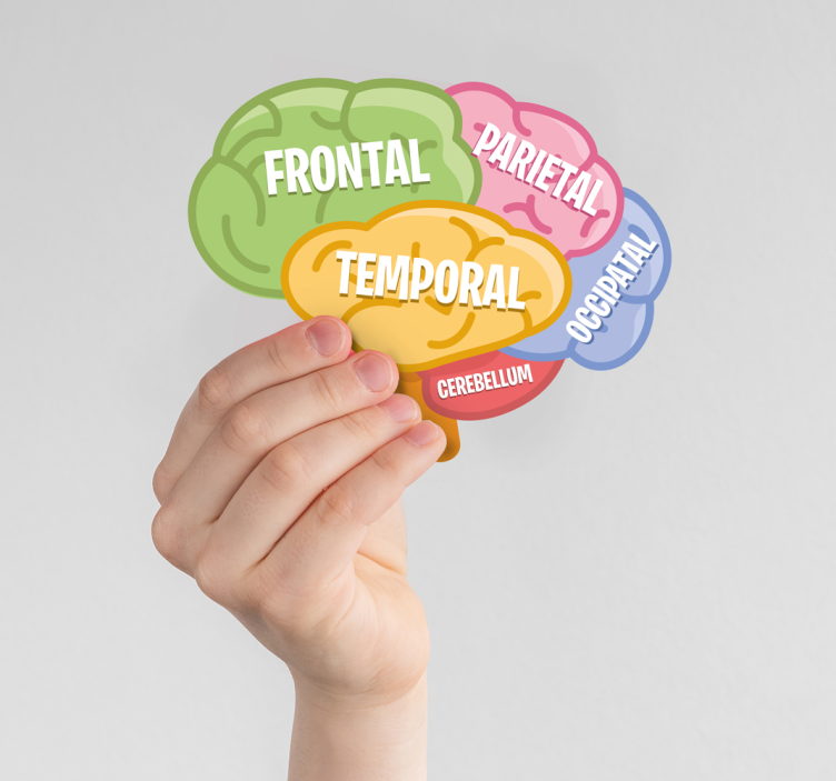 brain anatomy science sticker - TenStickers