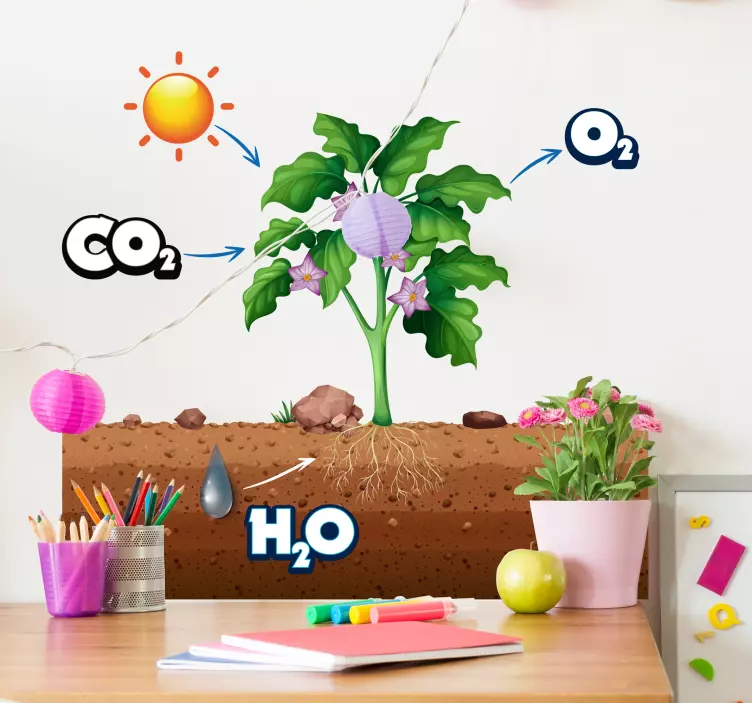 photosynthesis diagram wall stickers for kids - TenStickers