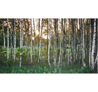 Birch forest wall mural decal - TenStickers