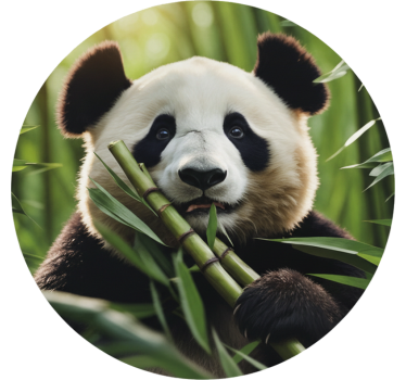 Wall sticker happy panda circle - TenStickers