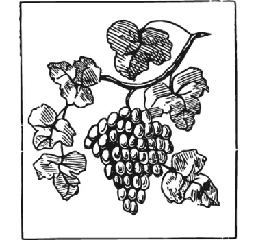 Kitchen wall sticker grapes - TenStickers