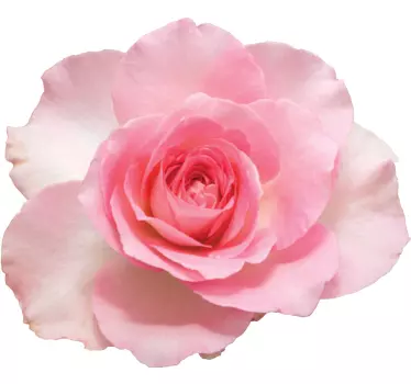 Flower realistic rose isolated flower wall decal - TenStickers