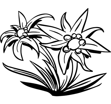 Edelweiss Flower Wall Sticker - TenStickers