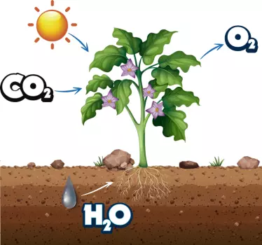 photosynthesis diagram educational wall sticker - TenStickers