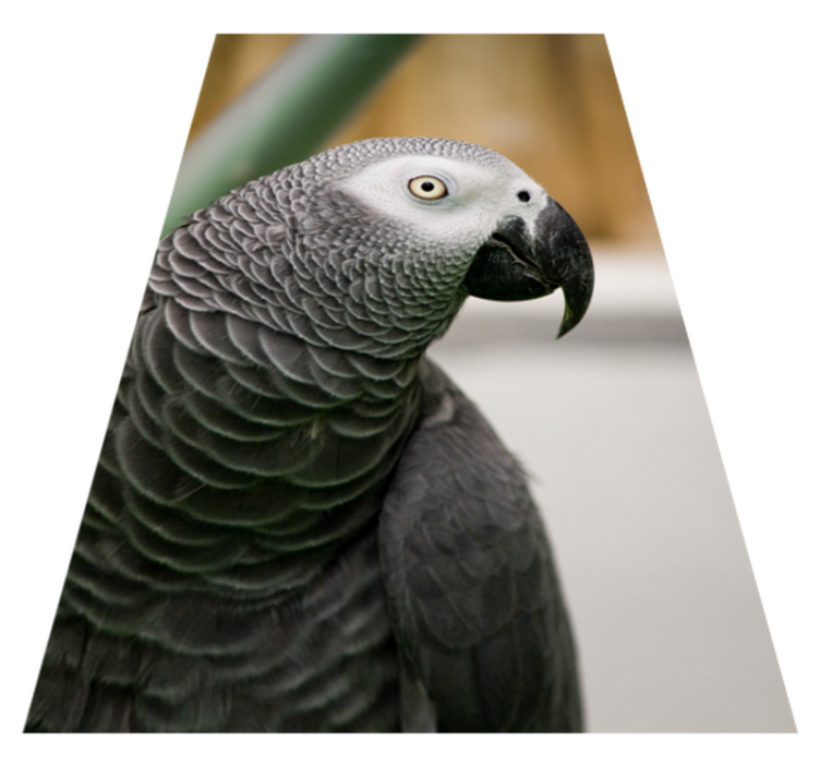 Gray parrot closeup animal vinyl rug - TenStickers