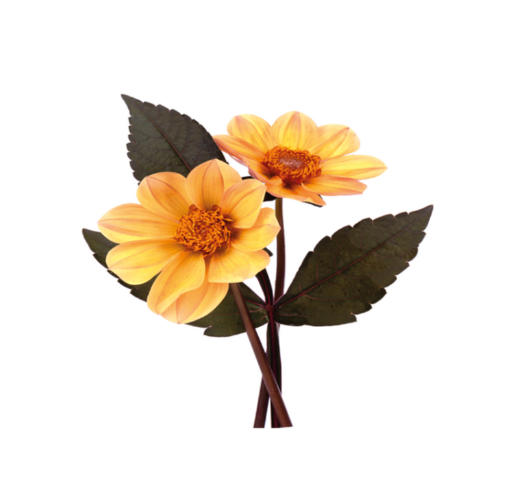 Lively Bloom Composition floral vinyl rug - TenStickers