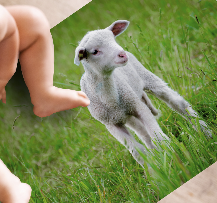 Baby lamb standing animal vinyl rug - TenStickers