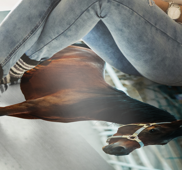 Majestic horse portrait animal vinyl rug - TenStickers