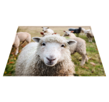 Animal sheep animal mat - TenStickers