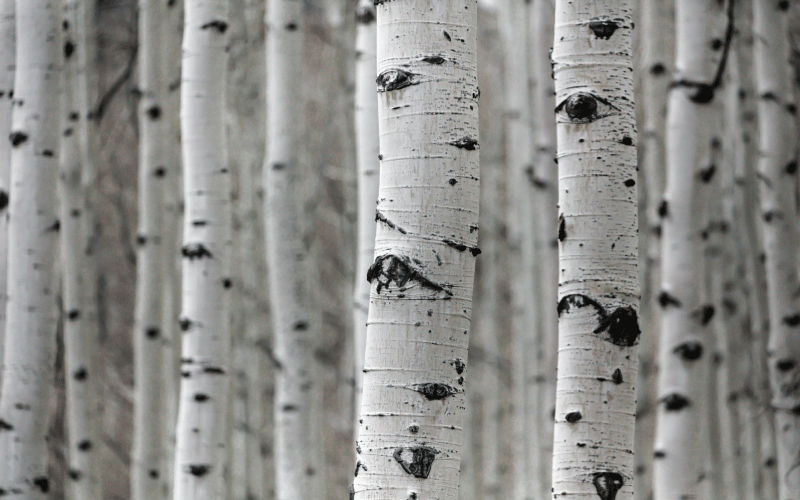 Floral vinyl rug birch forest scene - TenStickers