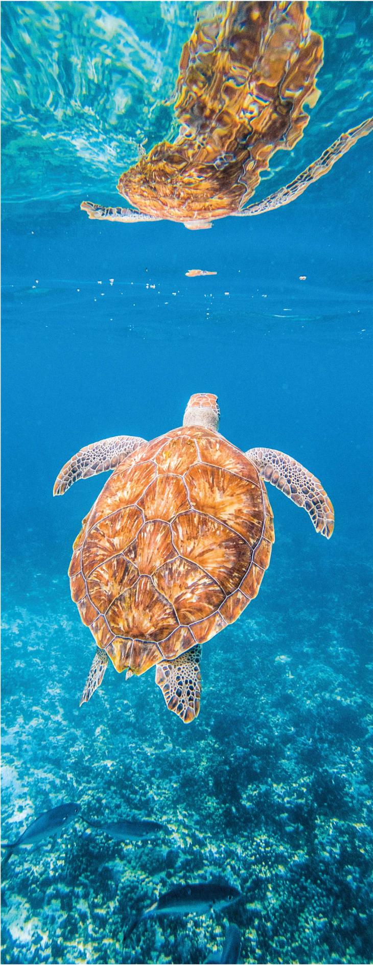 Bathroom vinyl rug with beautiful underwater turtle - TenStickers