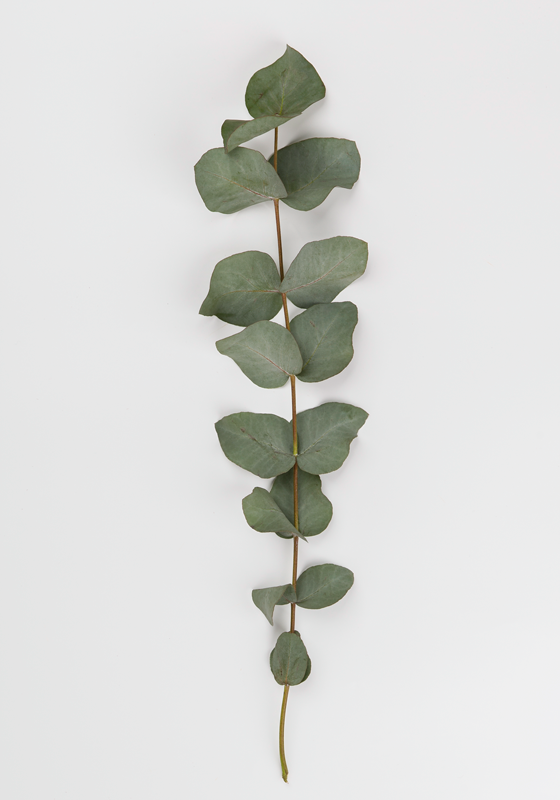 Floral vinyl rug eucalyptus leaves - TenStickers