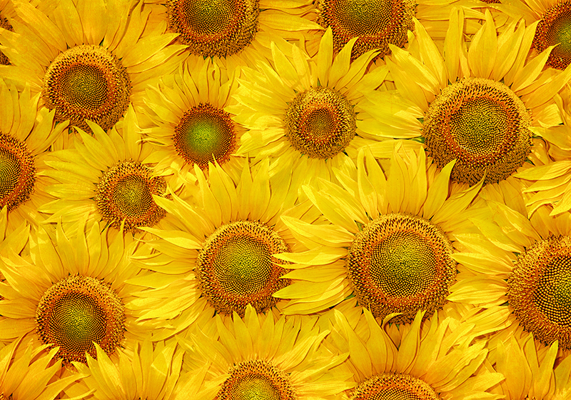 Yellow vinyl rug with sunflowers design - TenStickers