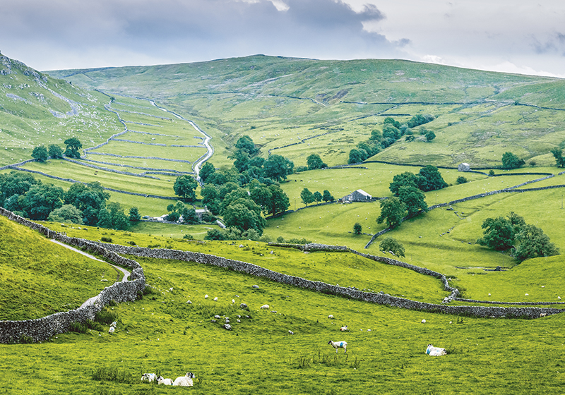 Green vinyl rug english countryside charm - TenStickers