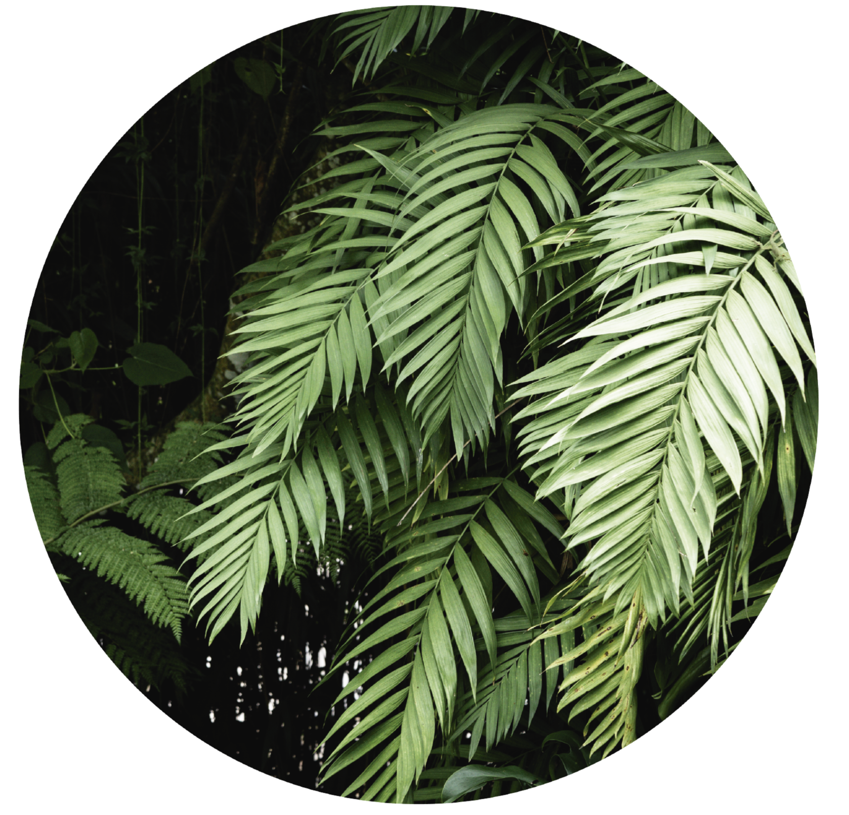 Jungle plants floral rugs - TenStickers