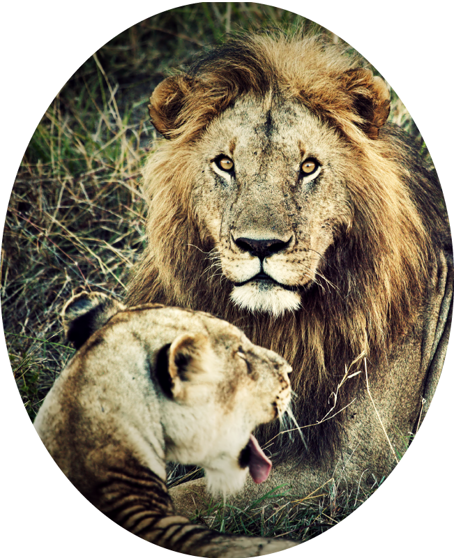 Majestic lion pair animal vinyl rug - TenStickers