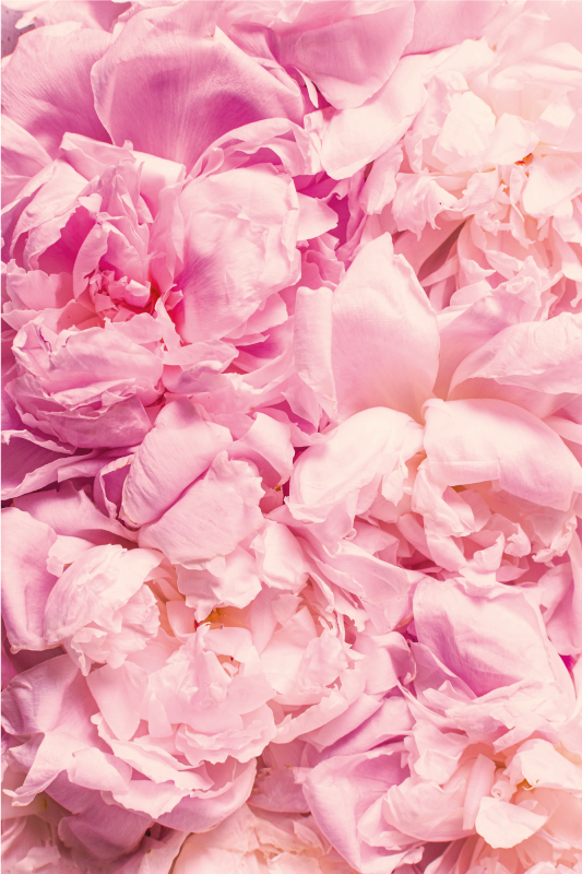 Peony realistic pink flowers floral rug - TenStickers