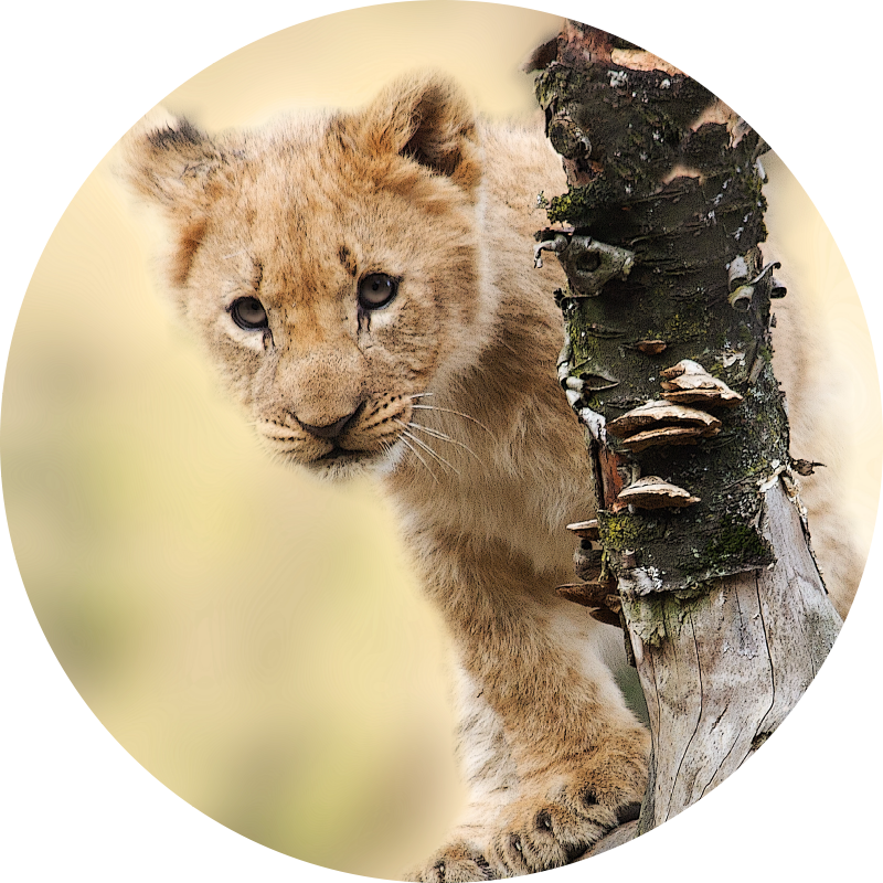 Curious Lion Cub animal print vinyl rug - TenStickers