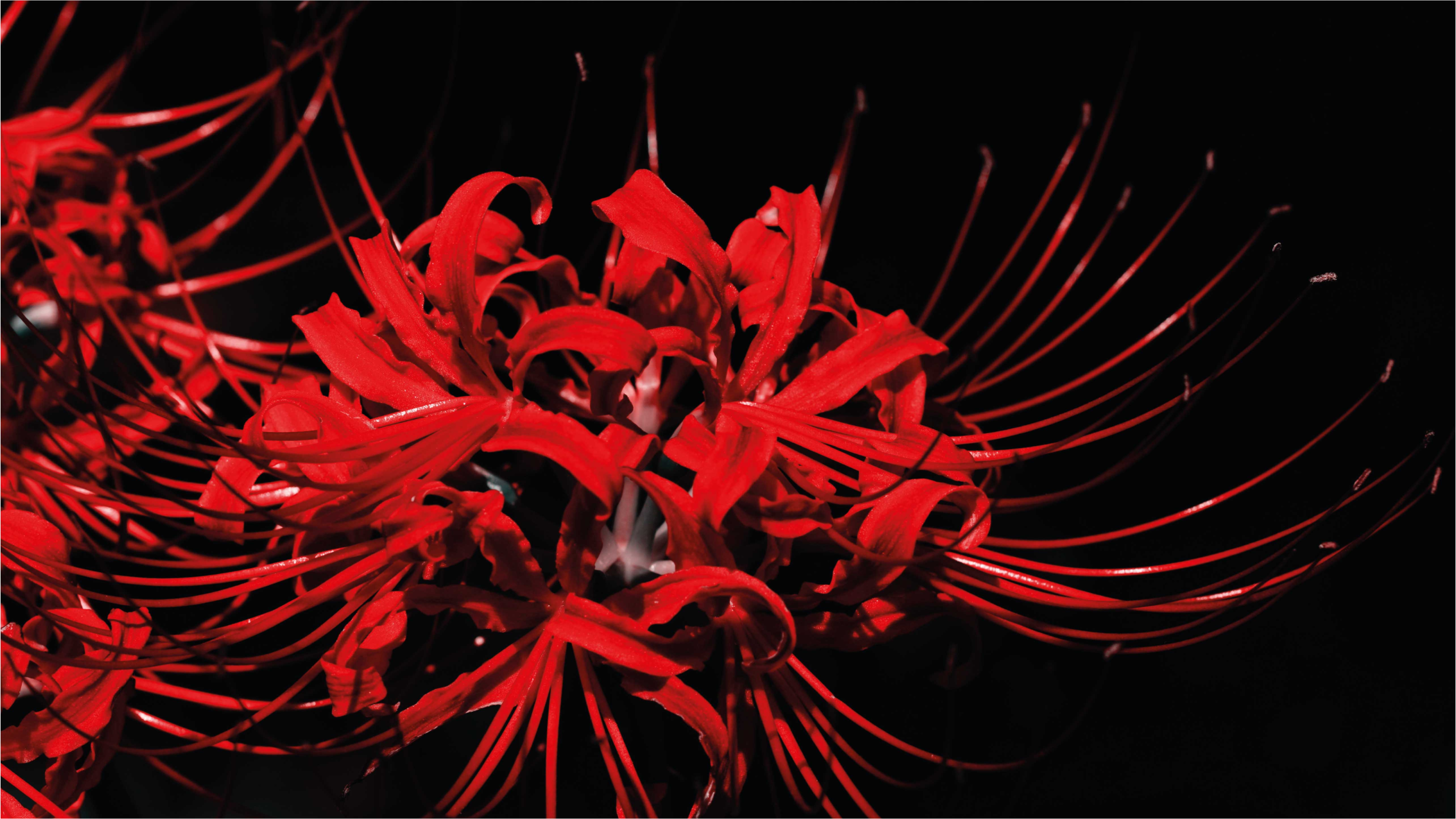 Crimson Blossom Explosion floral vinyl rug - TenStickers