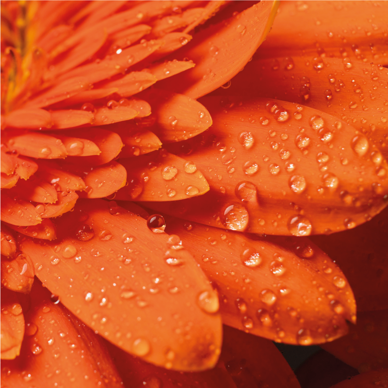 Bright orange petals floral vinyl rug - TenStickers