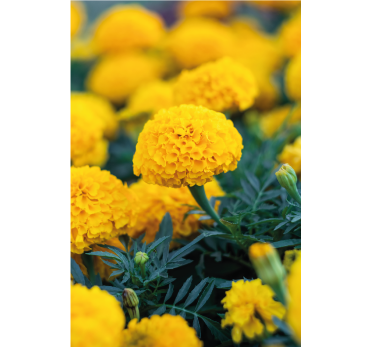 Flowers wallpaper yellow marigold blooms - TenStickers
