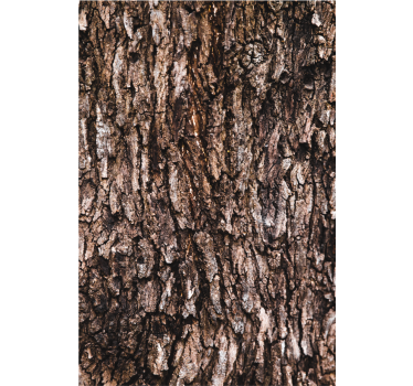 Textured wallpaper bark surface texture - TenStickers